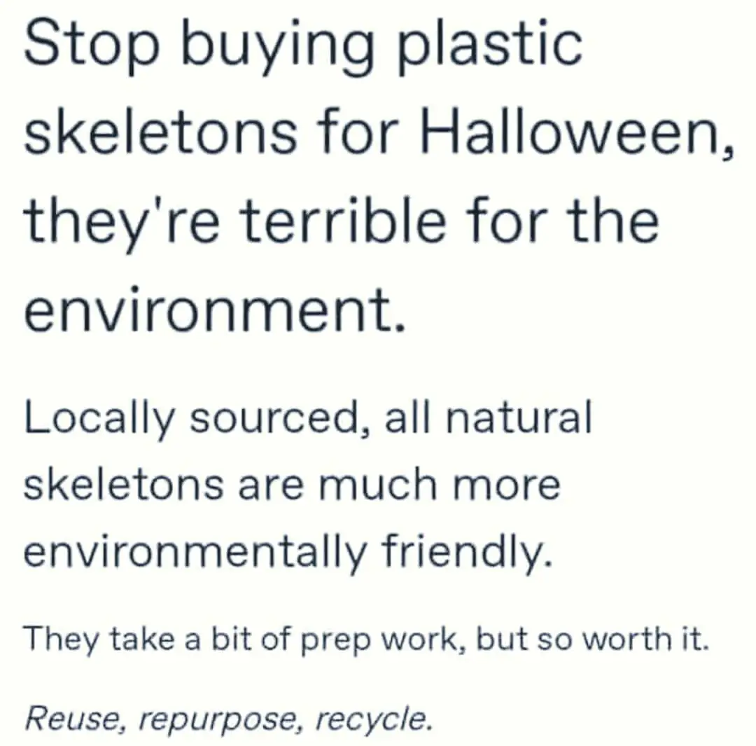 Stop buying plastic skeletons for Halloween, they're terrible for the environment. Locally sourced, all natural skeletons are much more environmentally friendly. They take a bit of prep work, but so worth it. Reuse, repurpose, recycle.