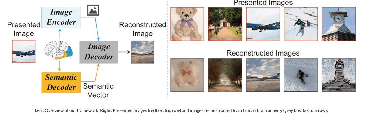 Presented Images Image Encoder Presented Image Reconstructed Image Image Decoder Reconstructed Images Semantic Decoder Semantic Vector Left: Overview of our framework. Right: Presented images (redbox, top row) and images reconstructed from human brain activity (grey box, bottom row).